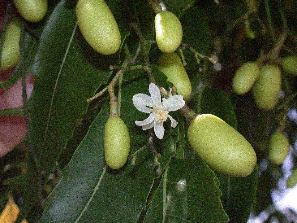 Meliaceae Azadirachta indica