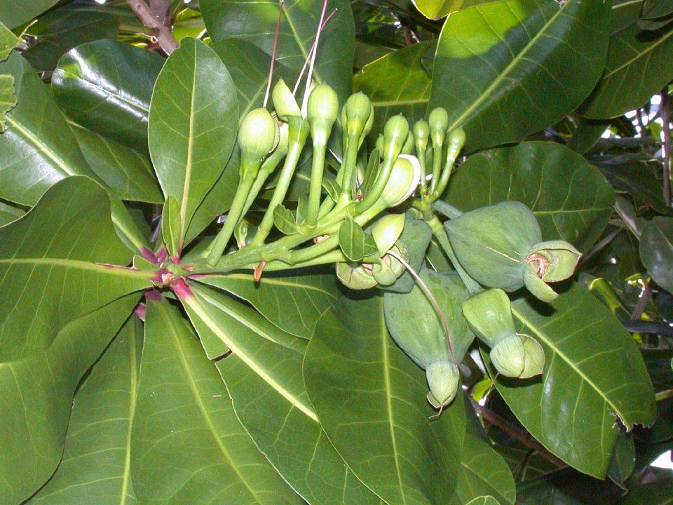 Lecythidaceae Barringtonia asiatica