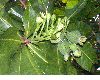 image of Barringtonia asiatica