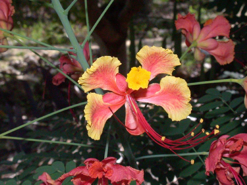 Fabaceae Caesalpinia pulcherrima