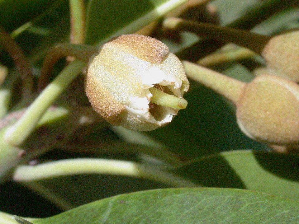 Sapotaceae Manilkara sapota