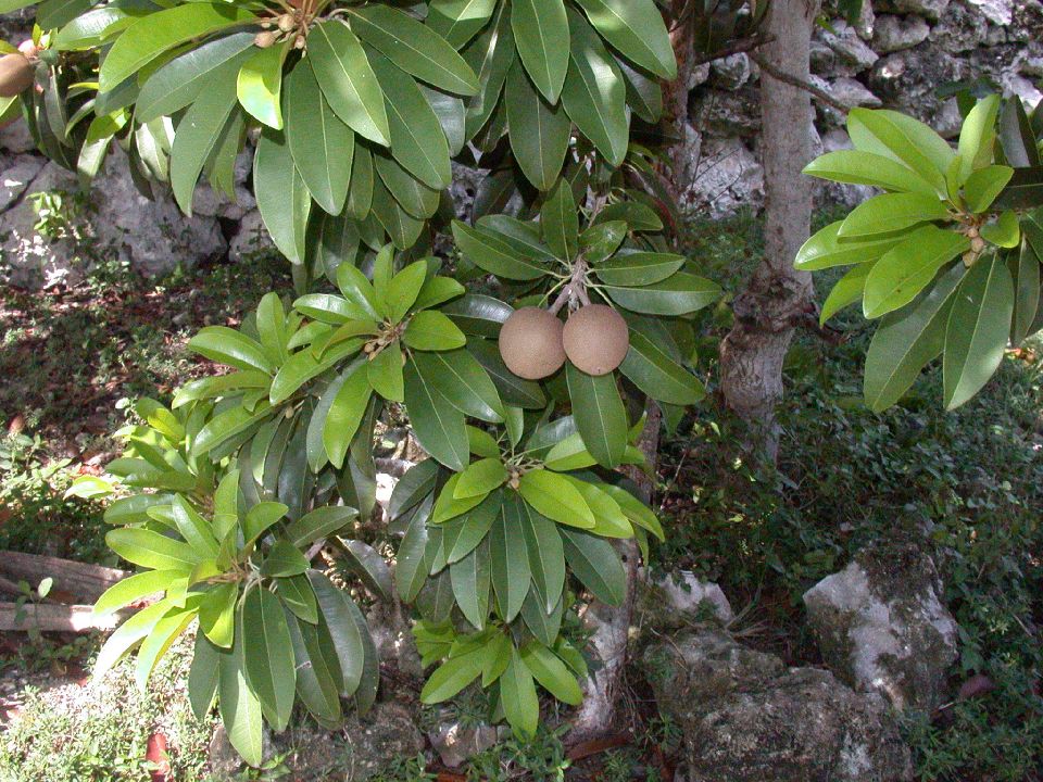 Sapotaceae Manilkara sapota