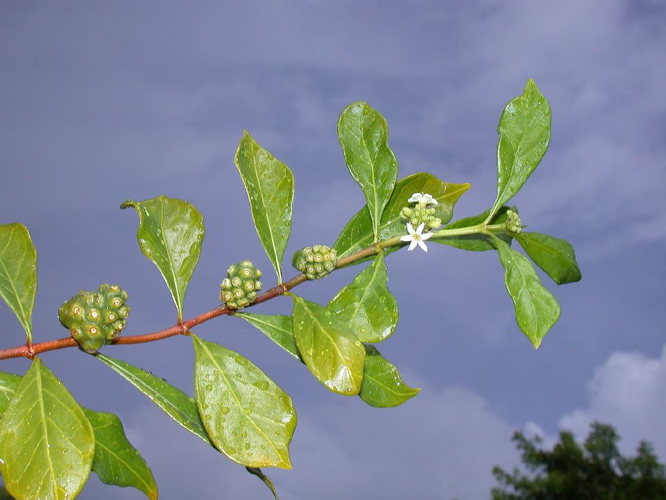 Rubiaceae Morinda royoc