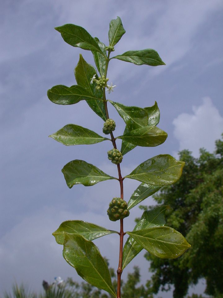 Rubiaceae Morinda royoc