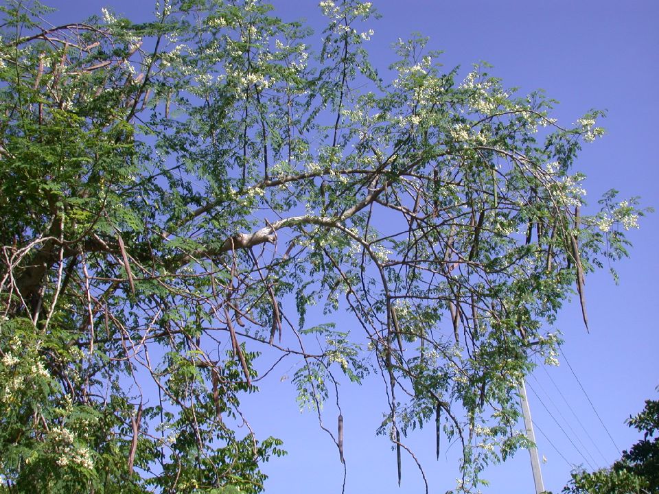 Moringaceae Moringa oleifera