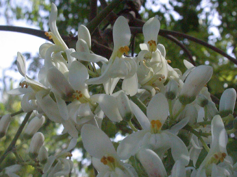 Moringaceae Moringa oleifera