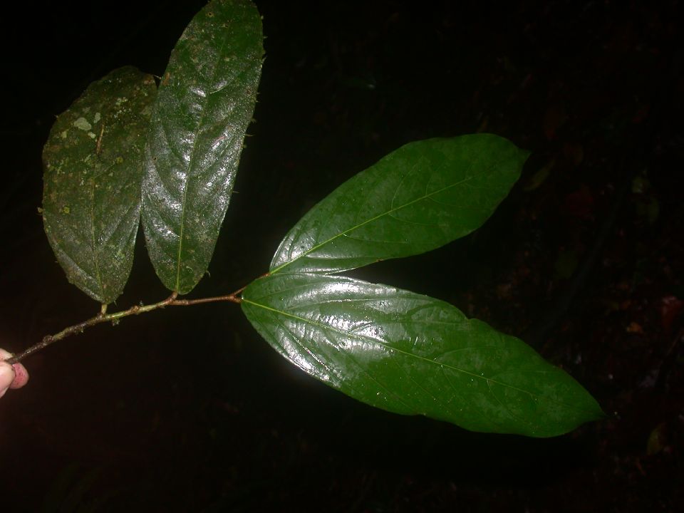 Ulmaceae Ampelocera macrodon