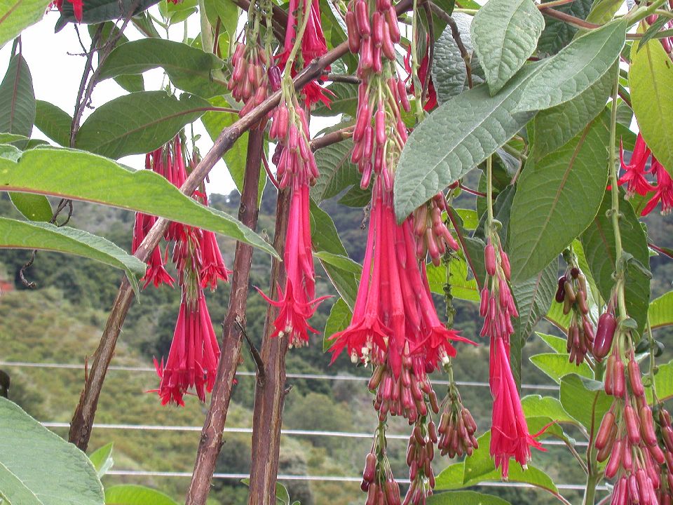 Onagraceae Fuchsia 