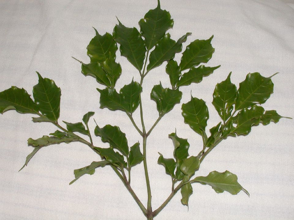 Vitaceae Leea 