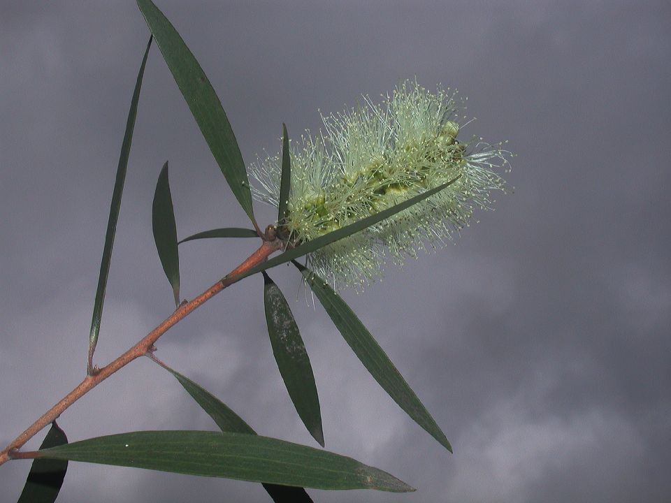 Myrtaceae Melaleuca quinquenervia