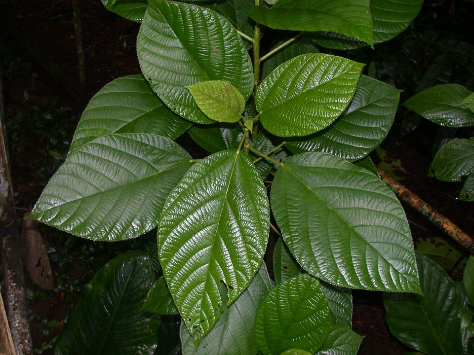 Urticaceae Myriocarpa 