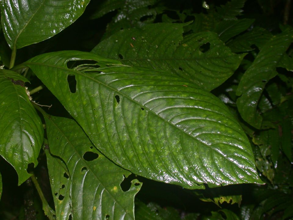Rubiaceae Notopleura 