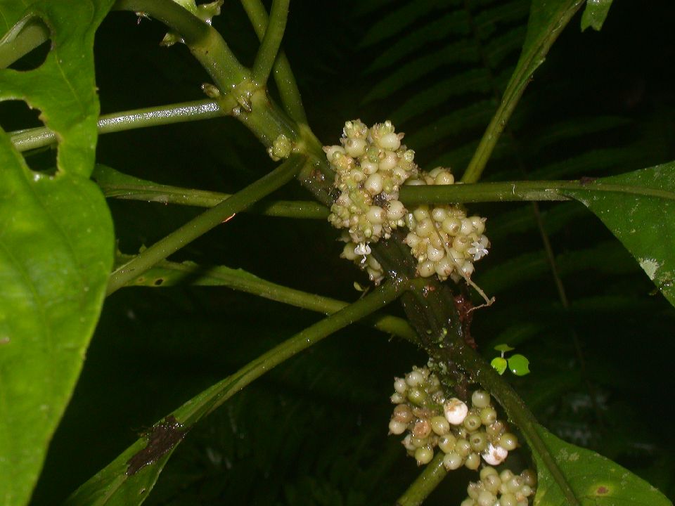 Rubiaceae Notopleura 