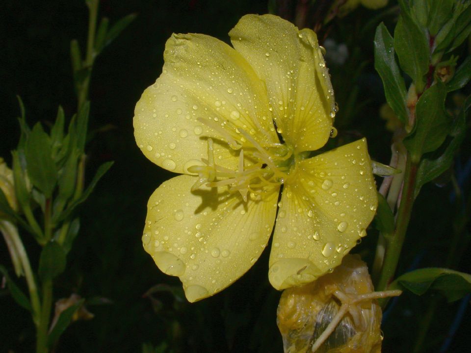 Onagraceae Oenothera 