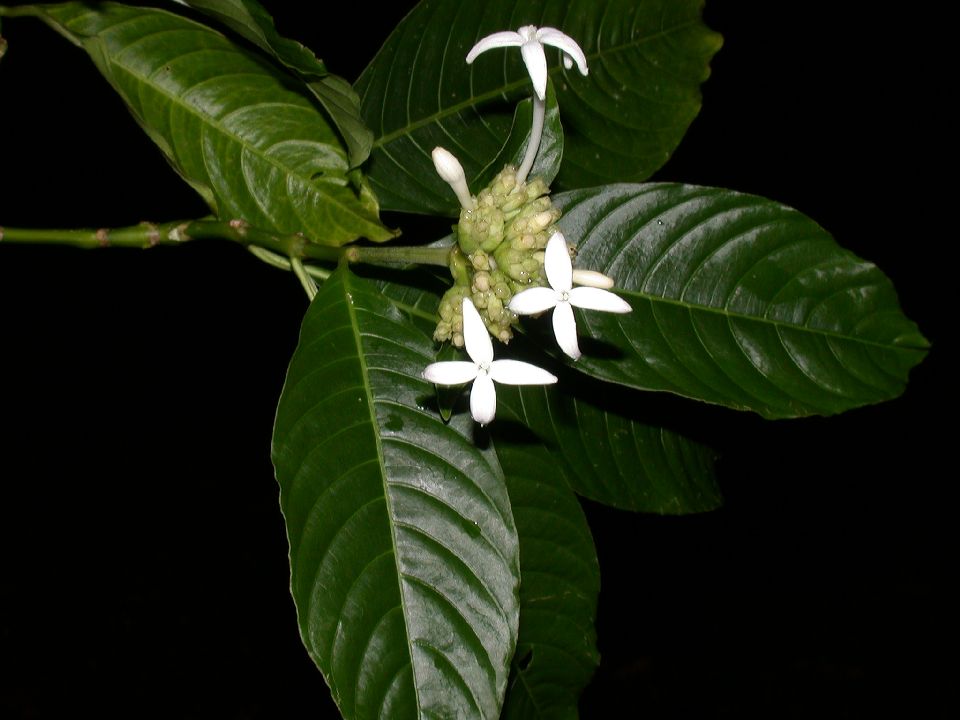 Rubiaceae Psychotria chiapensis