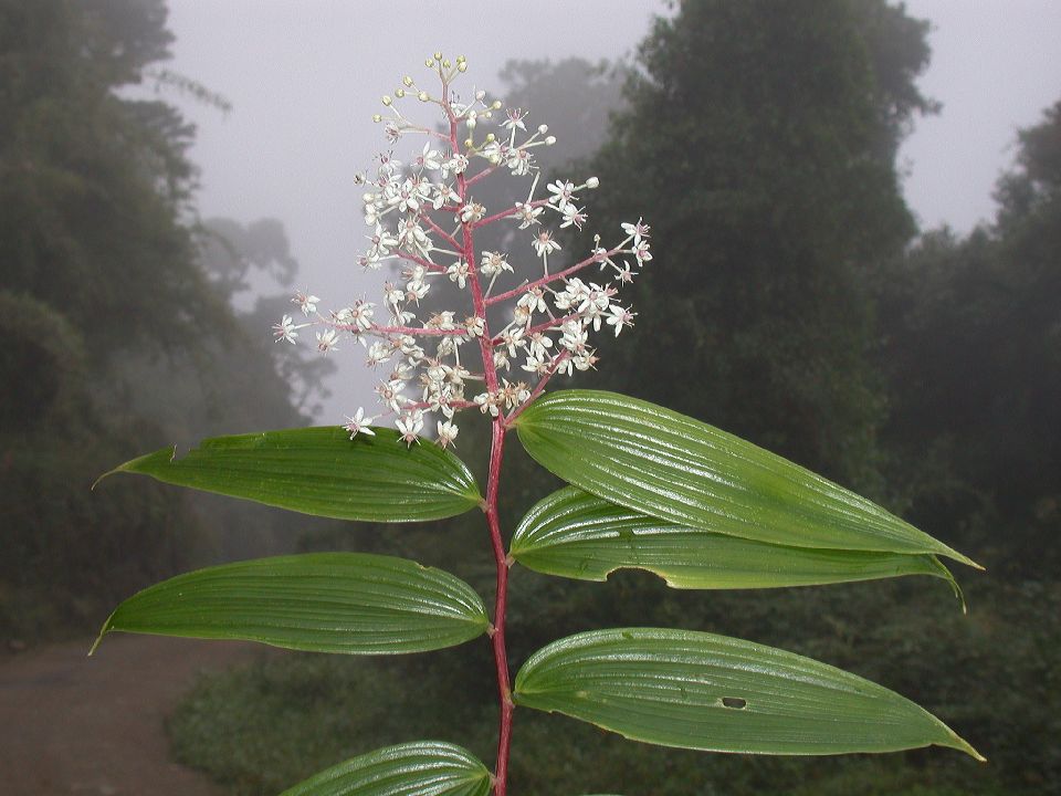 Asparagaceae Maianthemum 