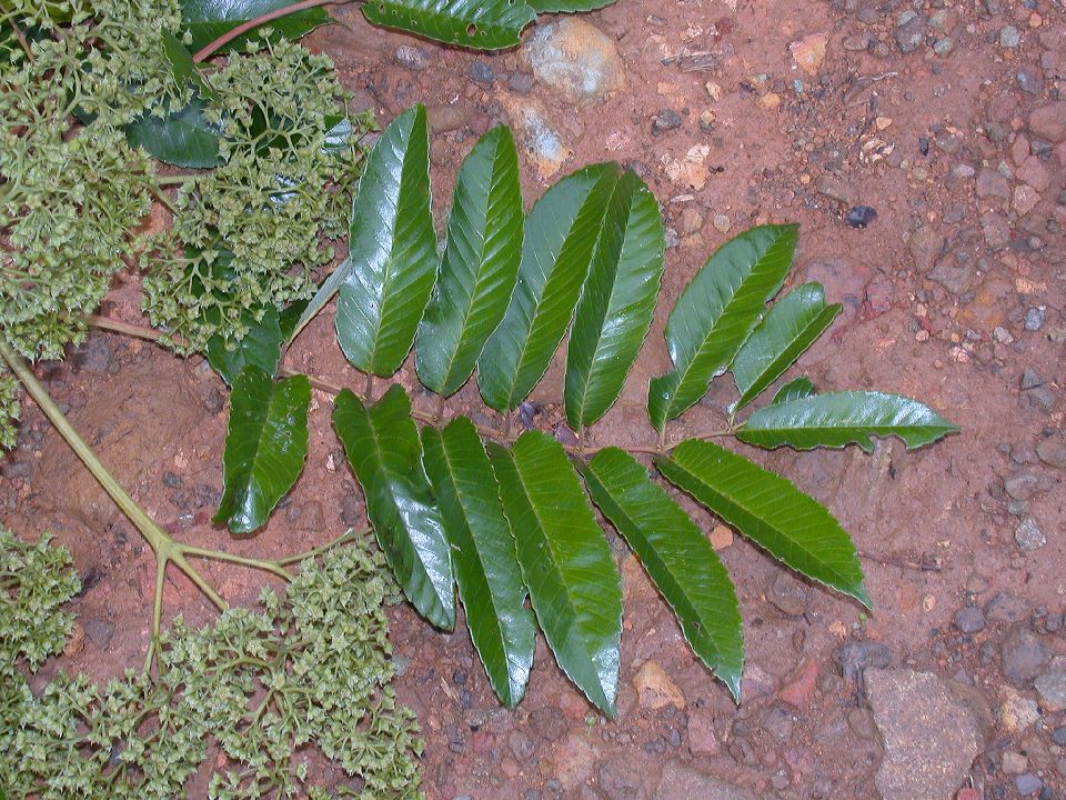 Brunelliaceae Brunellia 