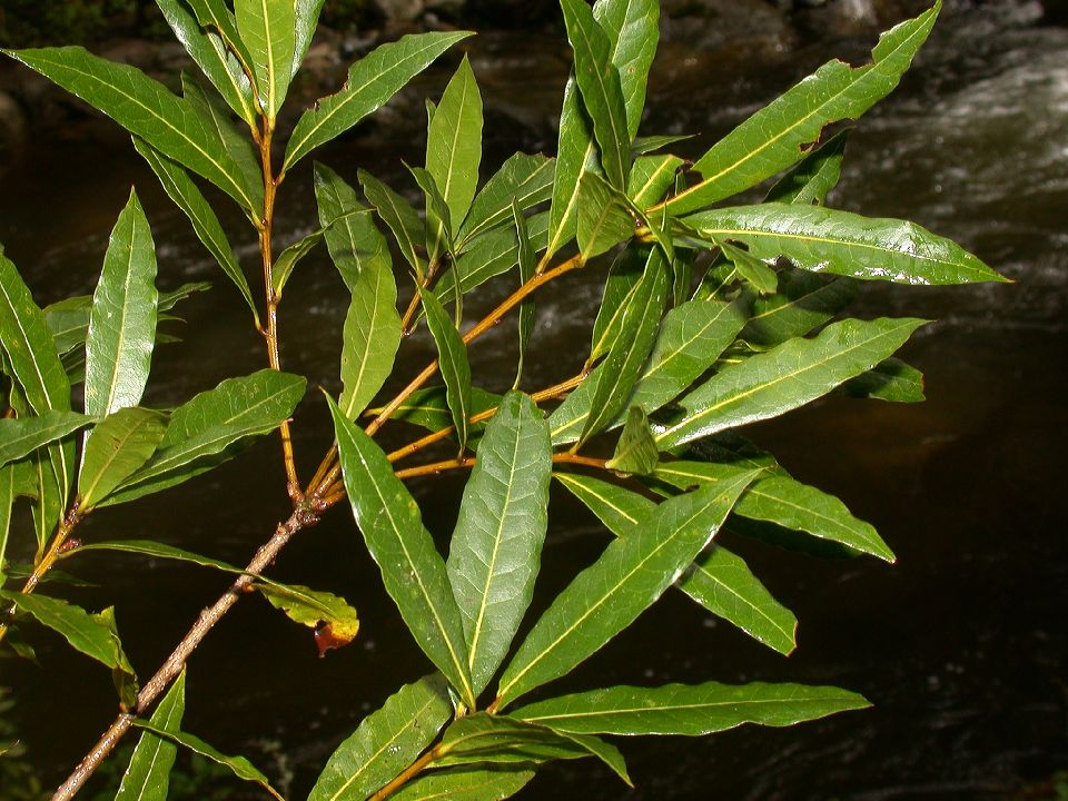Fagaceae Quercus eugeniifolia