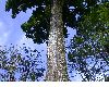 image of Quercus rapurahuensis