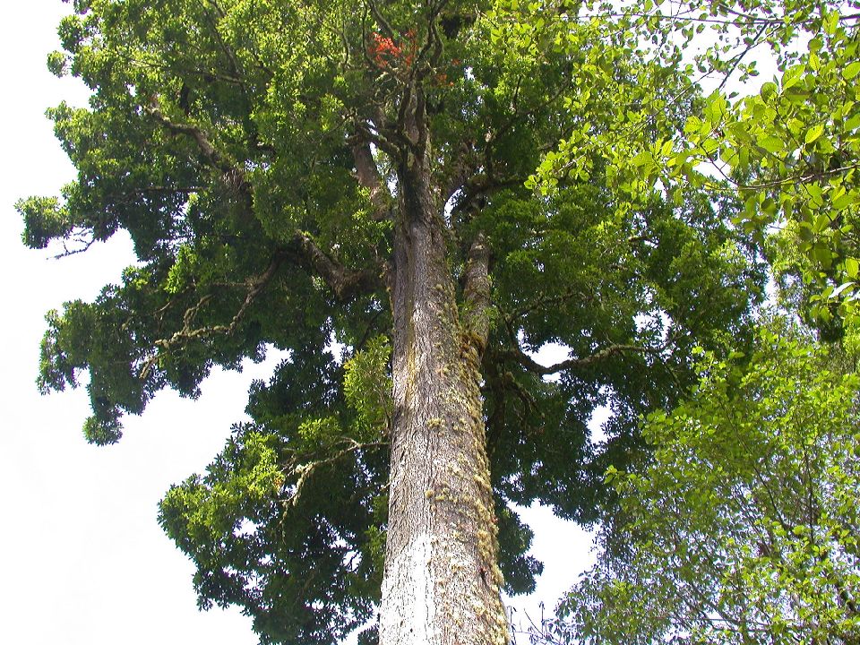 Fagaceae Quercus rapurahuensis