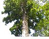 image of Quercus rapurahuensis
