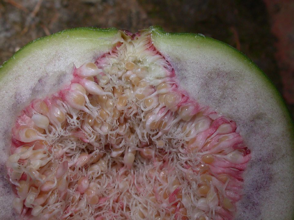 Moraceae Ficus carica