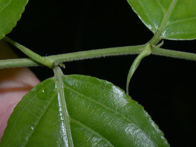 Salicaceae Casearia arborea