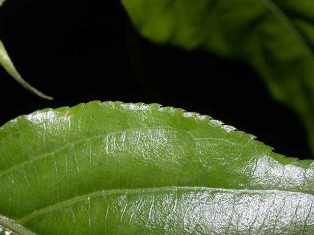 Salicaceae Casearia arborea