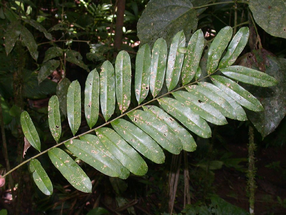 Simaroubaceae Simarouba amara