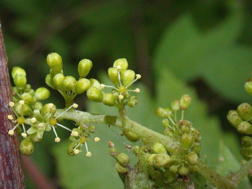 Vitaceae Vitis 
