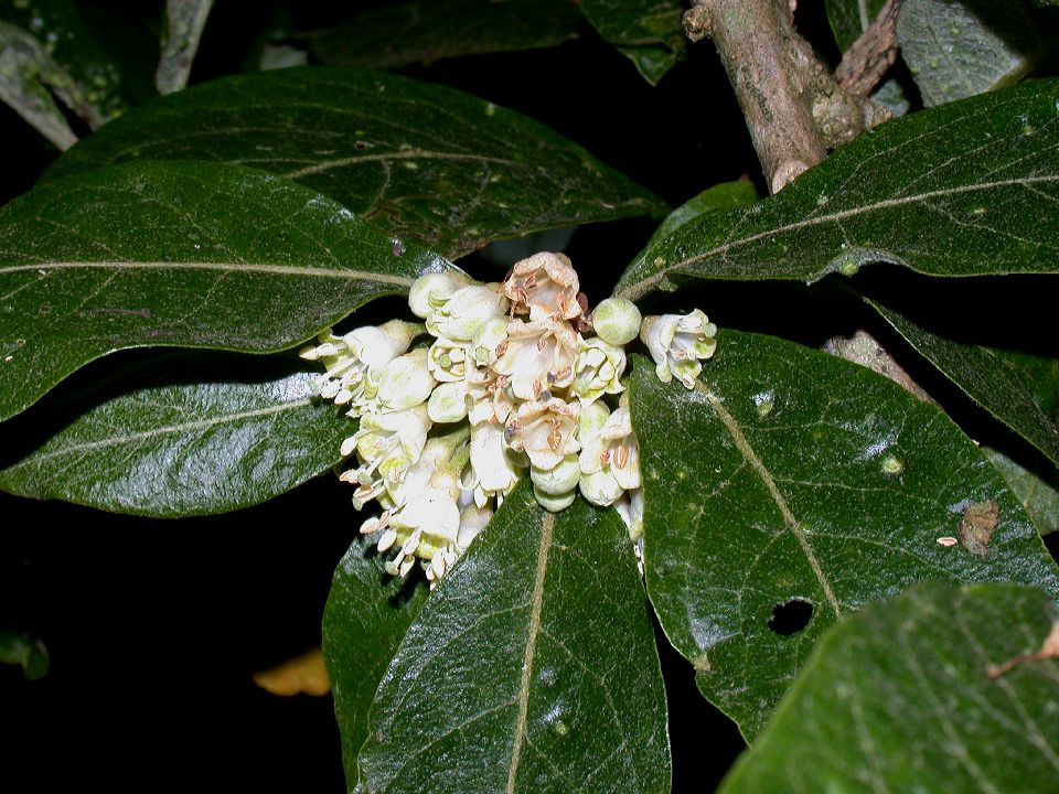 Solanaceae Acnistus arborescens