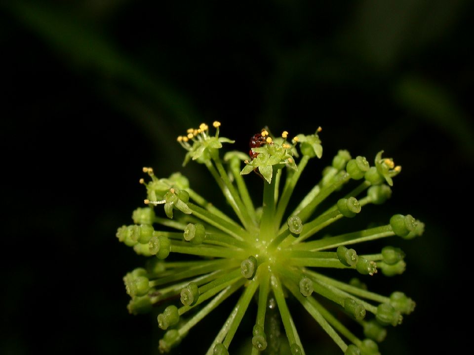 Araliaceae Hydrocotyle umbellata