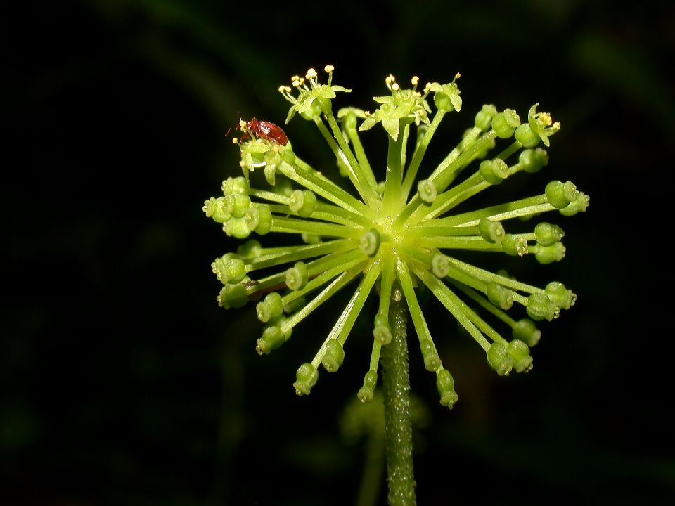 Araliaceae Hydrocotyle umbellata
