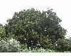 image of Quercus costaricensis
