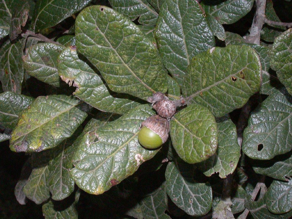 Fagaceae Quercus costaricensis