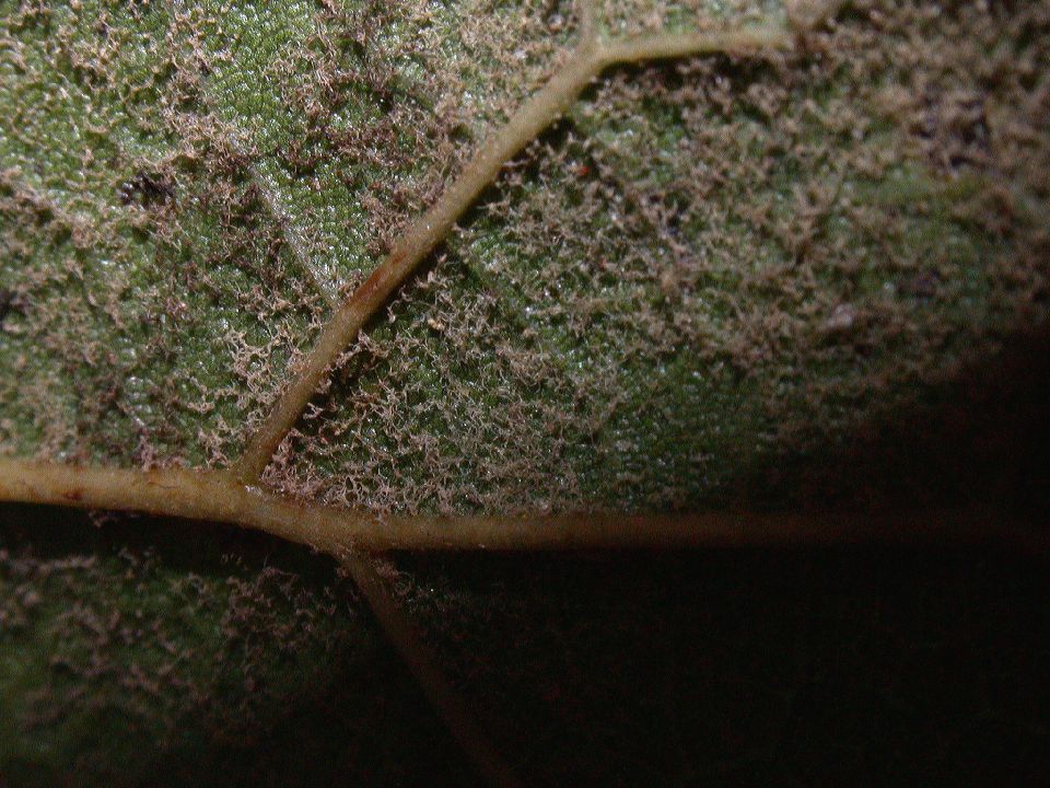 Fagaceae Quercus costaricensis