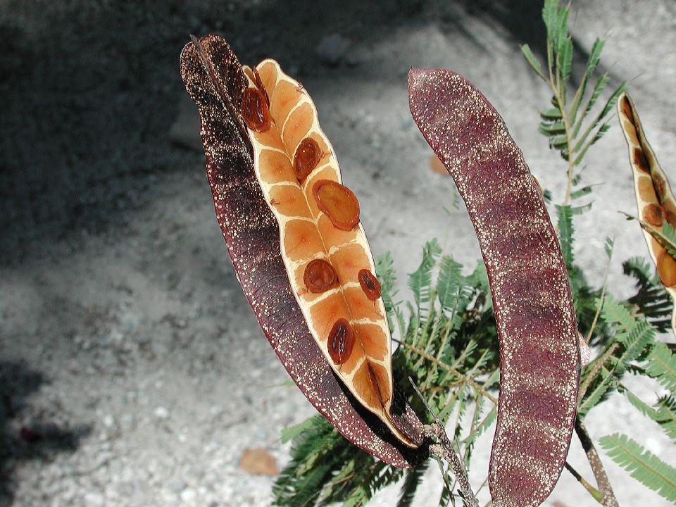 Fabaceae Anadenanthera 