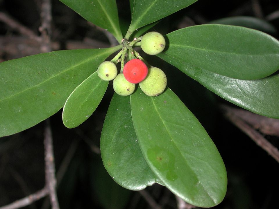Canellaceae Canella winterana