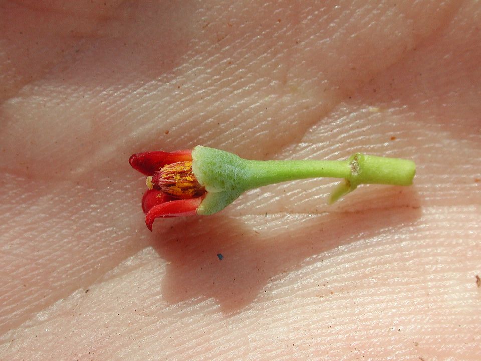 Canellaceae Canella winterana