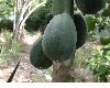 image of Carica papaya