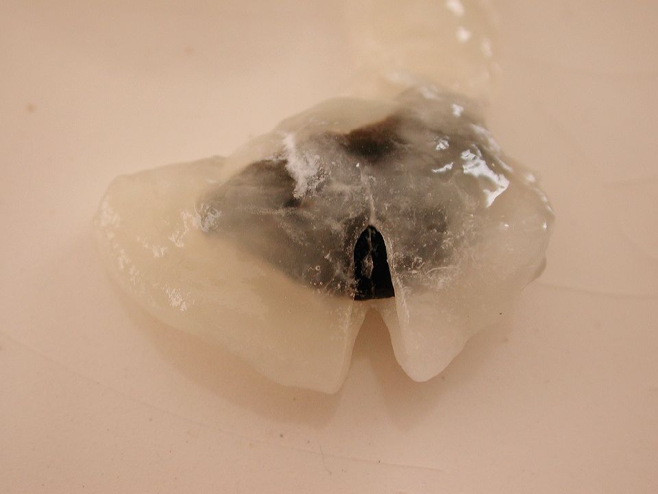 Sapotaceae Chrysophyllum cainito