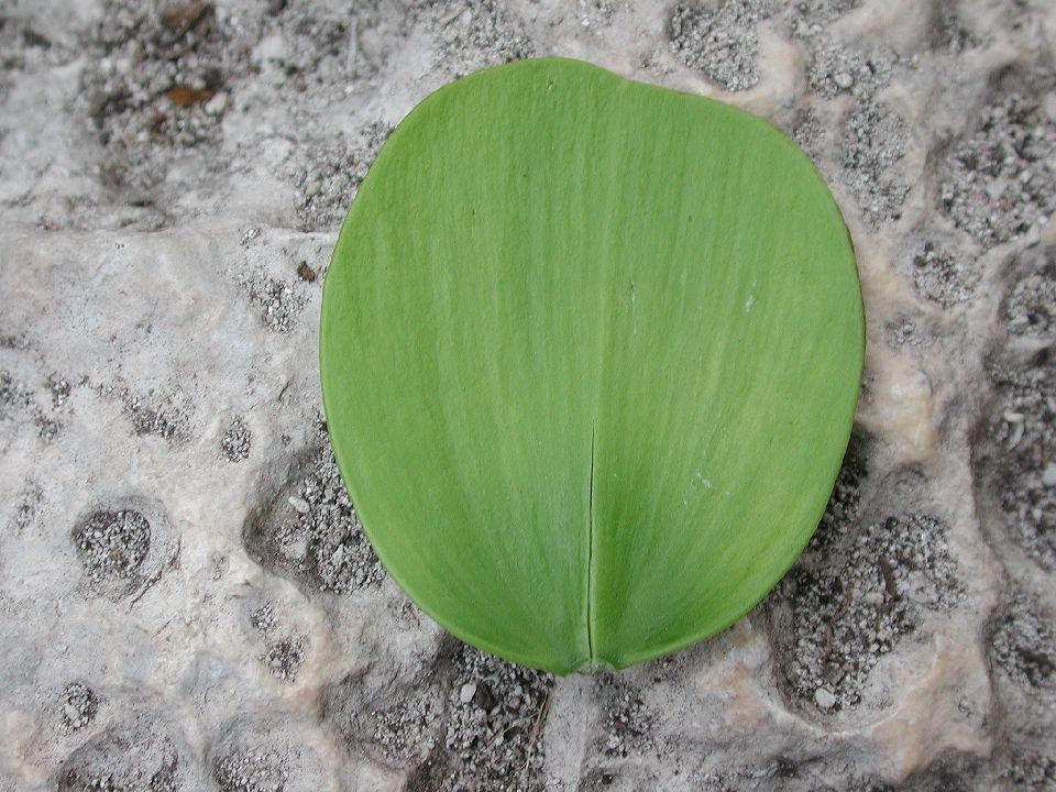 Celastraceae Hippocratea volubilis