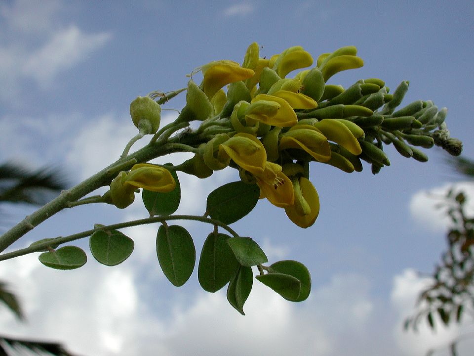 Fabaceae Sophora 