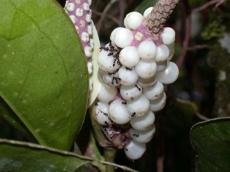 Araceae Anthurium 