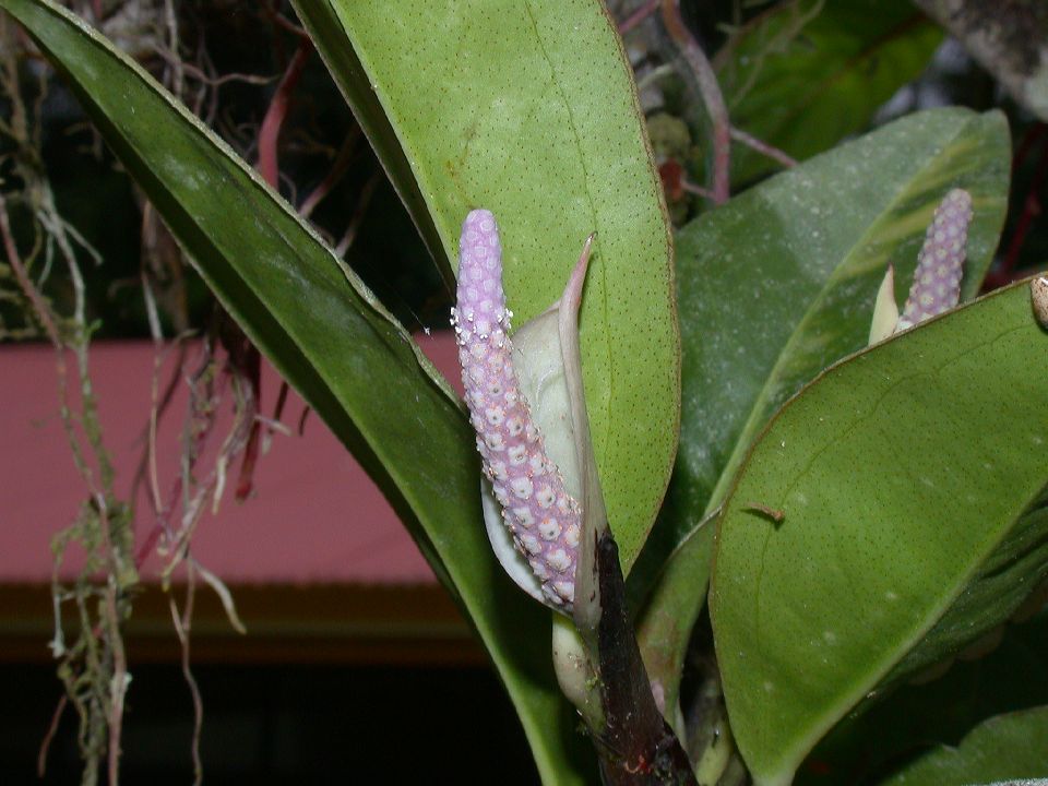 Araceae Anthurium 