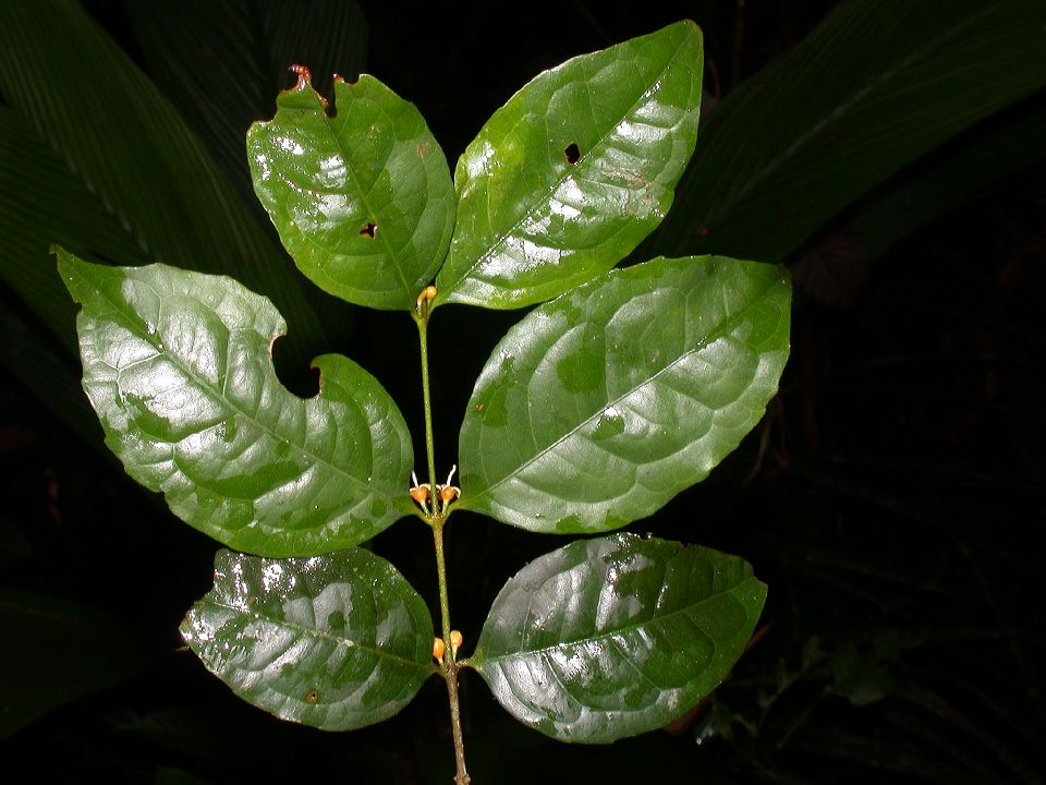 Rhizophoraceae Cassipourea elliptica