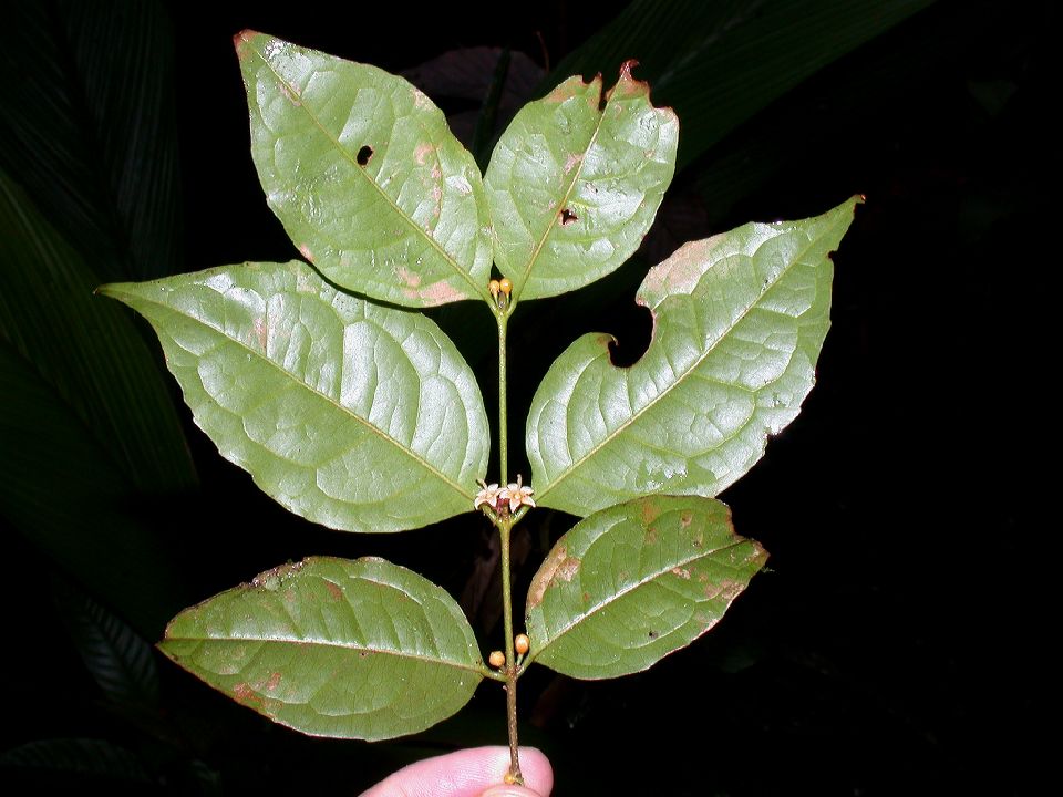 Rhizophoraceae Cassipourea elliptica
