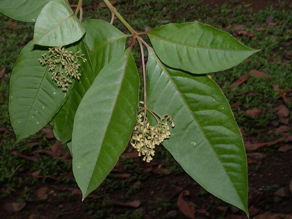 Nyctaginaceae Neea 