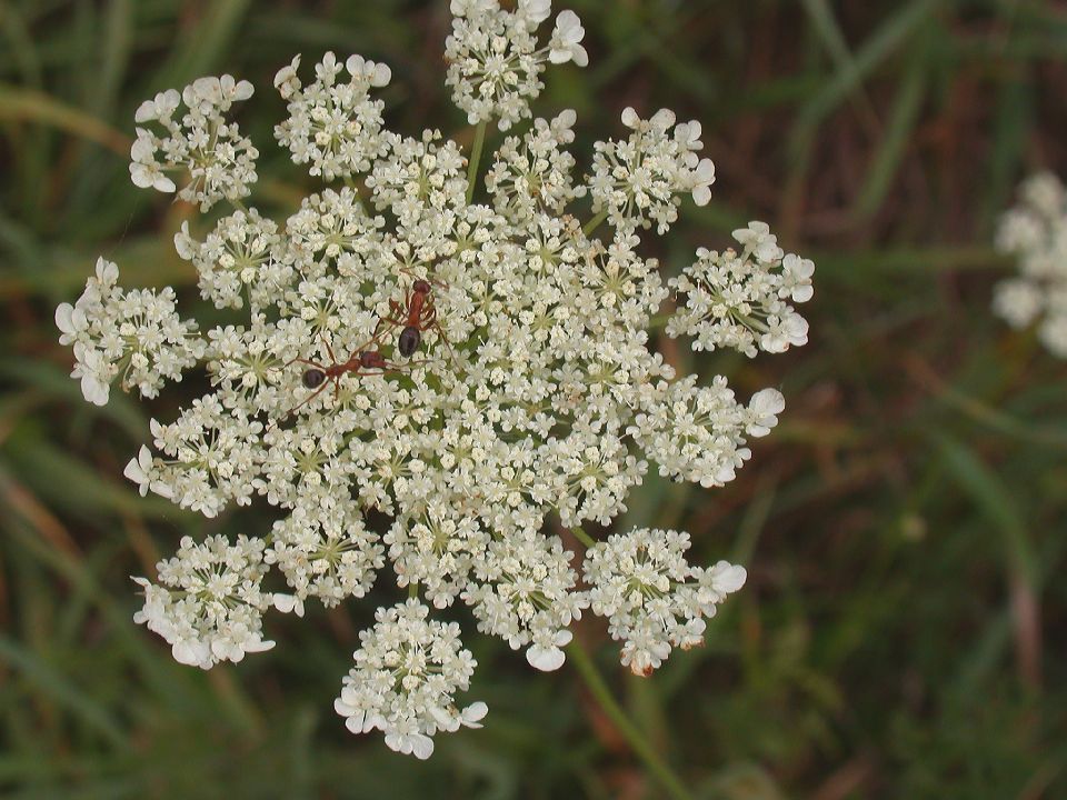 Apiaceae Daucus carota