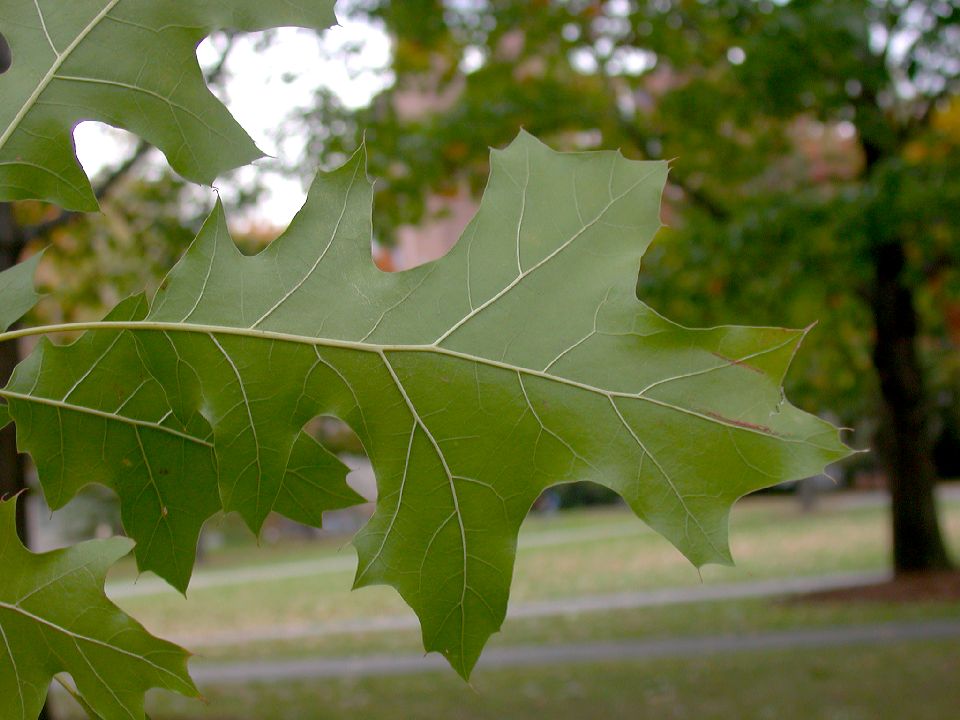 Fagaceae Quercus velutina
